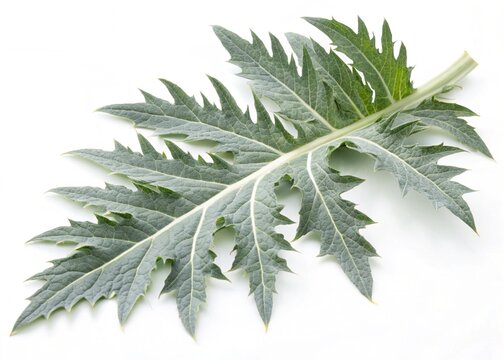 cardoon leaves isolated on white background