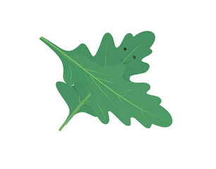 Fototapeta premium Cartoonish Green Oak Leaf with Smiling Face and Visible Veins