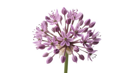 violet flower isolated on white background