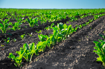 Healthy sugar beet plants thrive in organized rows, reaching for sunlight in a fertile field under...