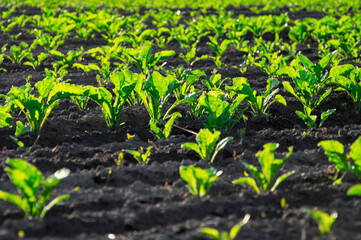 Naklejka premium Vibrant green sugar beet plants are flourishing in neat rows, soaking up sunlight in well-tilled, dark soil on a sunny day