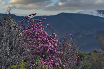 Russia. Mountain Altai. A flowering bush of Ledebur rhododendron (maralnik) on the slopes of the...