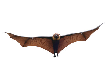 Bat flying isolated on transparent background.
