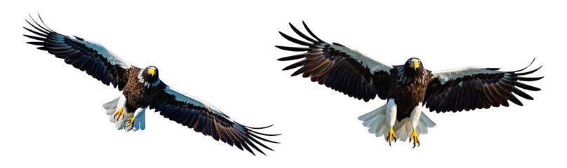 Majestic Eagles Soaring in Blue Sky with Outstretched Wings and Vibrant Feathers Displaying Power