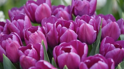 Vibrant Purple Tulips in Full Bloom with Green Leaves Surrounding the Colorful Flower Petals