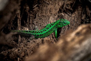 Green grass lizard in the remains of rotten wood