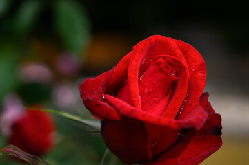 DSC_9604.dng