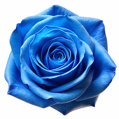 Obraz premium Stunning close-up of a vibrant blue rose isolated on a clean white background