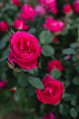 Bright pink roses blooming with lush green leaves in background