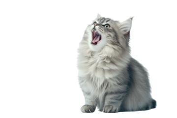 Fluffy Cat's Yawn: A close-up shot captures a fluffy, silver tabby cat mid-yawn, highlighting its open mouth and the soft texture of its fur, exuding comfort and adorableness.