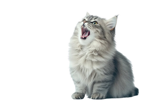 Fluffy Cat's Yawn: A close-up shot captures a fluffy, silver tabby cat mid-yawn, highlighting its open mouth and the soft texture of its fur, exuding comfort and adorableness. - Powered by Adobe