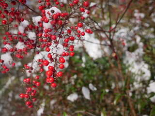 red berries in ice and snow