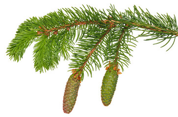 spruce branch (Picea abies), with pine cone isolated on white background