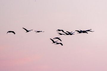 Flock Of Gray Cranes Flying