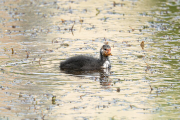 Eurasian Coot Chick Growing Up