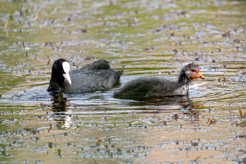 Eurasian Coot Swimming In Pond