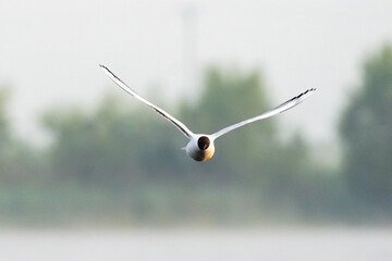 Flock Of Black-Headed Gulls Flying
