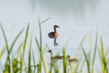 Great Crested Grebe Chick Growing Up