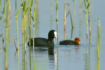 Eurasian Coot Swimming In Pond