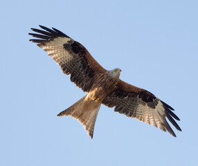 Red Kite - Bird In Flight
