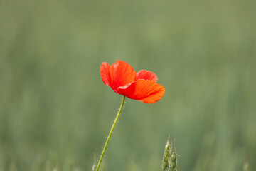 Obraz premium Red poppy in the field. Green background