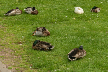 Ducks sleeping peacefully on green grass in park