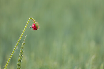 Red poppy in the field. Green background