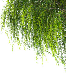 Texture of willow branches on a white background 3d illustration