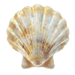 Fototapeta premium Abstract Wireframe Scallop Shell Golden Hour
