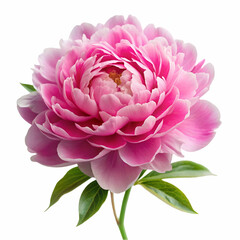 Beautiful close up studio shot of a pink peony flower isolated on white background