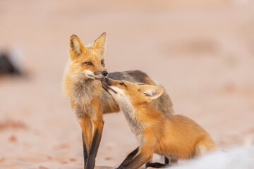 Red fox with kit