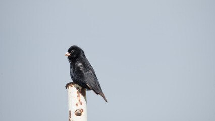 Black Drongo