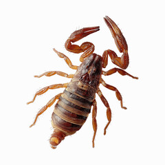 Close-up of a Striped Scorpion on a Maroon