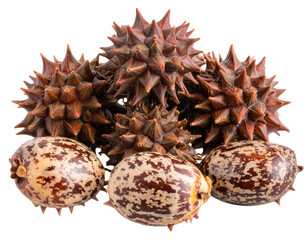Ricinus Communis (Castor Bean) Seeds, isolated on transparent background