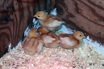 Eight and Ten day old chicken chicks (x Linked Red breed)