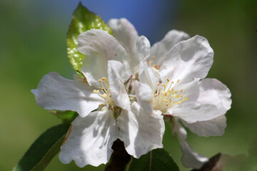 Gros plan sur le pistil et les &eacute;tamines