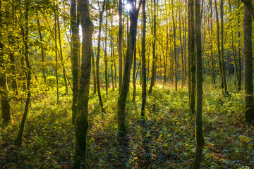 View of a forest in backlight