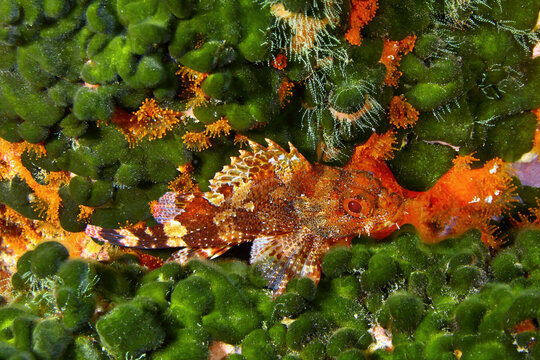 Rascacio camuflado entre las algas