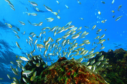 Banco de Salemas junto a la superficie