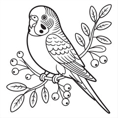 Obraz premium Budgerigar perched on a branch with berries - Line Art