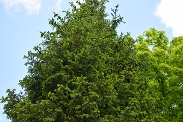 green tree in the forest