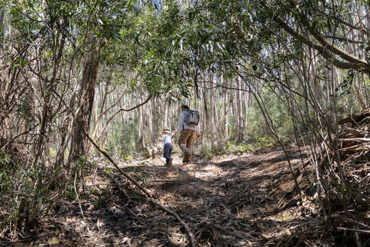 Father and son hiking through sunny eucalyptus forest