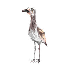 illustration image of Peruvian thick-knee bird (Hesperos Burhinus superciliaris) without background