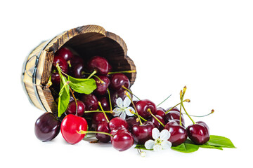 Ripe juicy cherries with flowers and leaves pour out of a wooden bucket.
