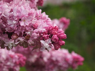 Fleurs de Lilas rose