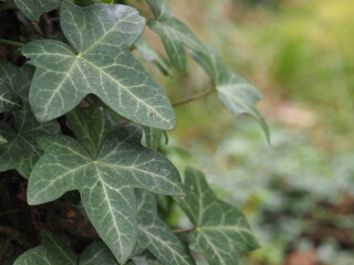 Feuille de Lierre vert