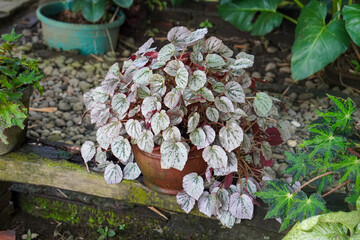 Indonesian Ornamental Plants, captured on June 9, 2025. A variety of decorative plants native to Indonesia, featuring vibrant foliage, unique shapes, and tropical appeal.