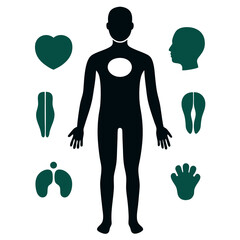 Human organ, anatomy icon set. Vector glyph pictograms of brain, heart, lungs, liver, stomach, intestine, kidney medical, healthcare, and biology concept black silhouette illustration.