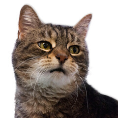 Tabby Cat on Studio White Background