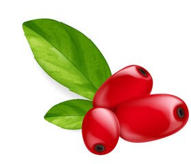 Barberry on Stem